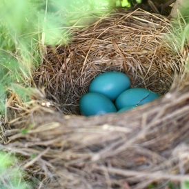 Animals in the Yard Image